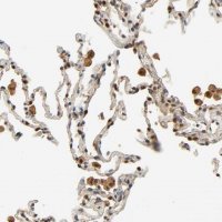 Anti-ZFPM2 antibody produced in rabbit 