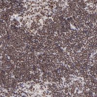 Anti-ZFX antibody produced in rabbit 