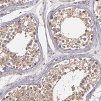 Anti-ZFYVE1 antibody produced in rabbit 