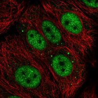 Anti-ZGLP1 antibody produced in rabbit 