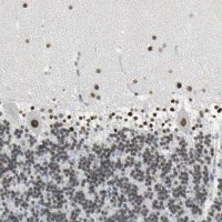 Anti-ZIC1 antibody produced in rabbit 