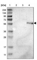 Anti-ZMPSTE24 antibody produced in rabbit 