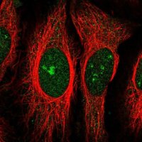 Anti-ZNF106 antibody produced in rabbit 