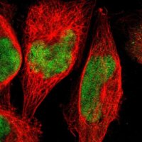 Anti-ZNF134 antibody produced in rabbit 
