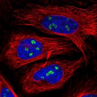 Anti-ZNF142 antibody produced in rabbit 