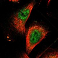 Anti-ZNF175 antibody produced in rabbit 