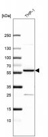 Anti-ZNF230 antibody produced in rabbit 