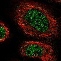 Anti-ZNF251 antibody produced in rabbit 