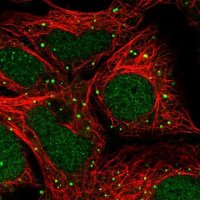 Anti-ZNF266 antibody produced in rabbit 