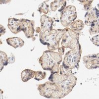 Anti-ZNF267 antibody produced in rabbit 