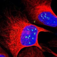 Anti-ZNF275 antibody produced in rabbit 