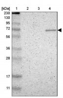Anti-ZNF37A antibody produced in rabbit 