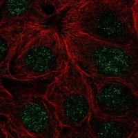 Anti-ZNF425 antibody produced in rabbit 