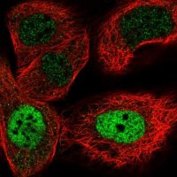 Anti-ZNF426 antibody produced in rabbit 
