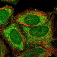 Anti-ZNF445 antibody produced in rabbit 