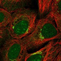 Anti-ZNF461 antibody produced in rabbit 