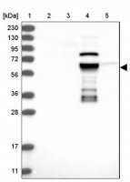 Anti-ZNF490 antibody produced in rabbit 