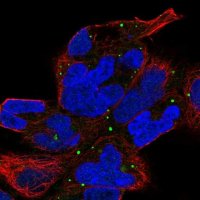 Anti-ZNF530 antibody produced in rabbit 