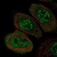 Anti-ZNF543 antibody produced in rabbit 
