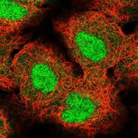 Anti-ZNF575 antibody produced in rabbit 
