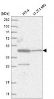 Anti-ZNF586 antibody produced in rabbit 
