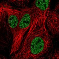 Anti-ZNF607 antibody produced in rabbit 