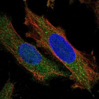Anti-ZNF622 antibody produced in rabbit 