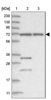 Anti-ZNF674 antibody produced in rabbit 