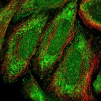 Anti-ZNF684 antibody produced in rabbit 