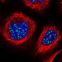 Anti-ZNF695 antibody produced in rabbit HPA024743-100UL