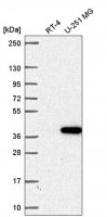 Anti-ZNF713 antibody produced in rabbit 