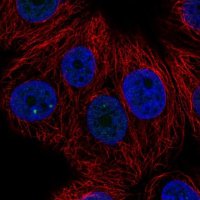 Anti-ZNF778 antibody produced in rabbit HPA052057-100UL