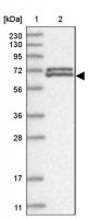 Anti-ZNF8 antibody produced in rabbit 