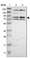 Anti-ZNF90 antibody produced in rabbit HPA003227-100UL