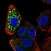 Anti-ZNFX1 antibody produced in rabbit 