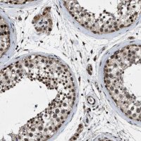 Anti-ZNHIT1 antibody produced in rabbit 