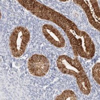 Anti-ZRANB1 antibody produced in rabbit 