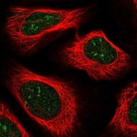 Anti-ZSCAN25 antibody produced in rabbit 
