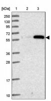 Anti-ZSCAN5A antibody produced in rabbit 