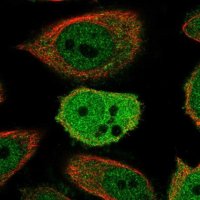 Anti-ZWINT antibody produced in rabbit 
