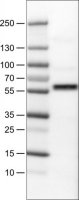Monoclonal Anti-AKT1 antibody produced in mouse 
