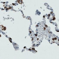 Monoclonal Anti-CD45 antibody produced in mouse 