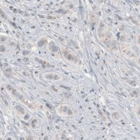 Monoclonal Anti-CEP350 antibody produced in mouse 