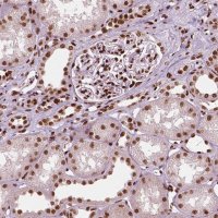 Monoclonal Anti-CTCF antibody produced in mouse 