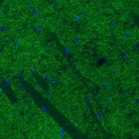 Monoclonal Anti-DAT antibody produced in mouse 