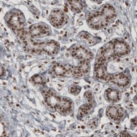 Monoclonal Anti-DAXX antibody produced in mouse 