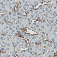 Monoclonal Anti-ENG antibody produced in mouse 
