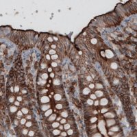 Monoclonal Anti-EZR antibody produced in mouse 