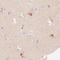 Monoclonal Anti-FABP7 antibody produced in mouse 