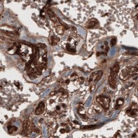 Monoclonal Anti-FN1 antibody produced in mouse 